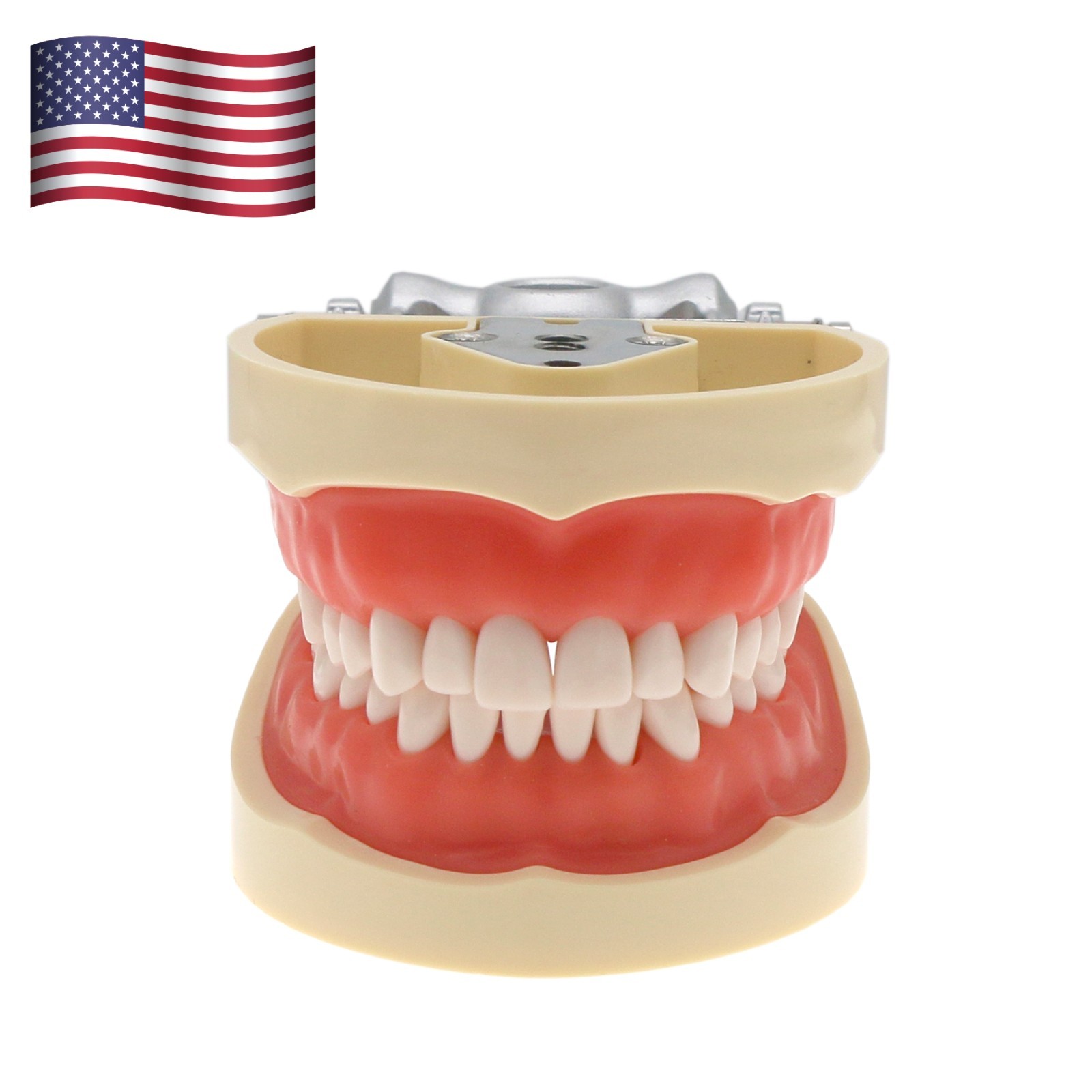 US Dental Typodont Model with 32pcs Removable Teeth fit Kilgore NISSIN 200 Type