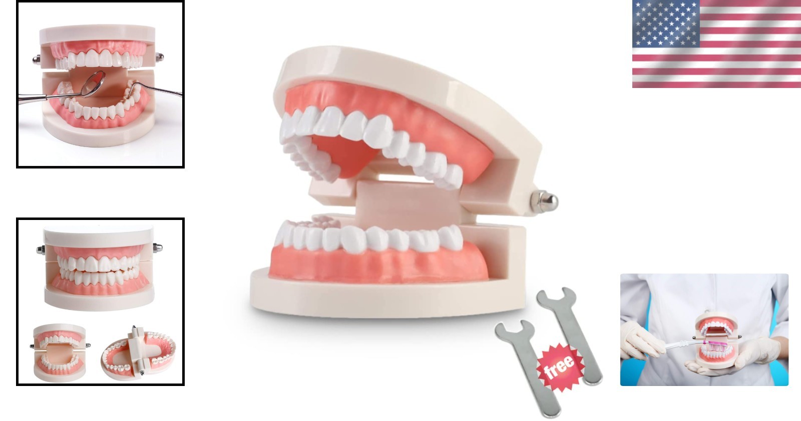 Standard Dental Teaching Typodont Model – Ideal for Kids and Students Learning