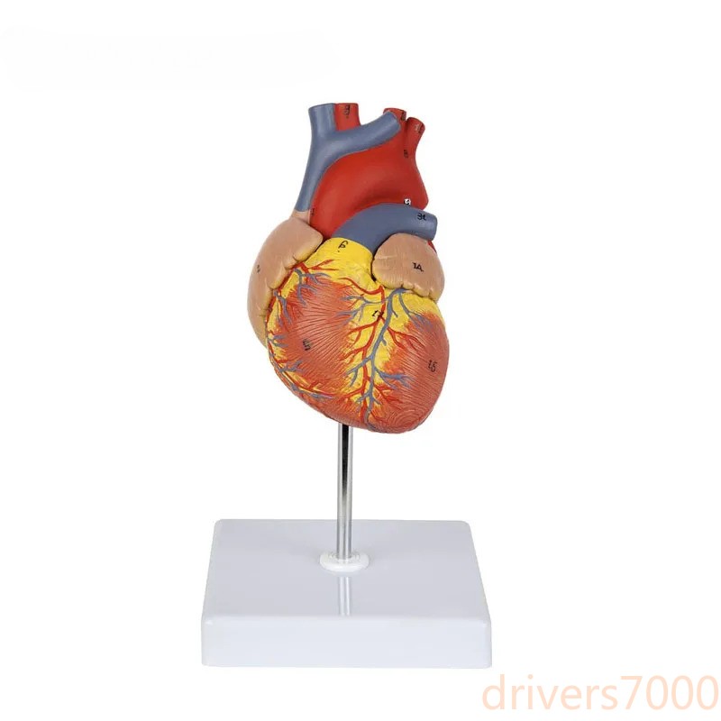 1:1 Life Size Human Heart Anatomy Model Teaching Model