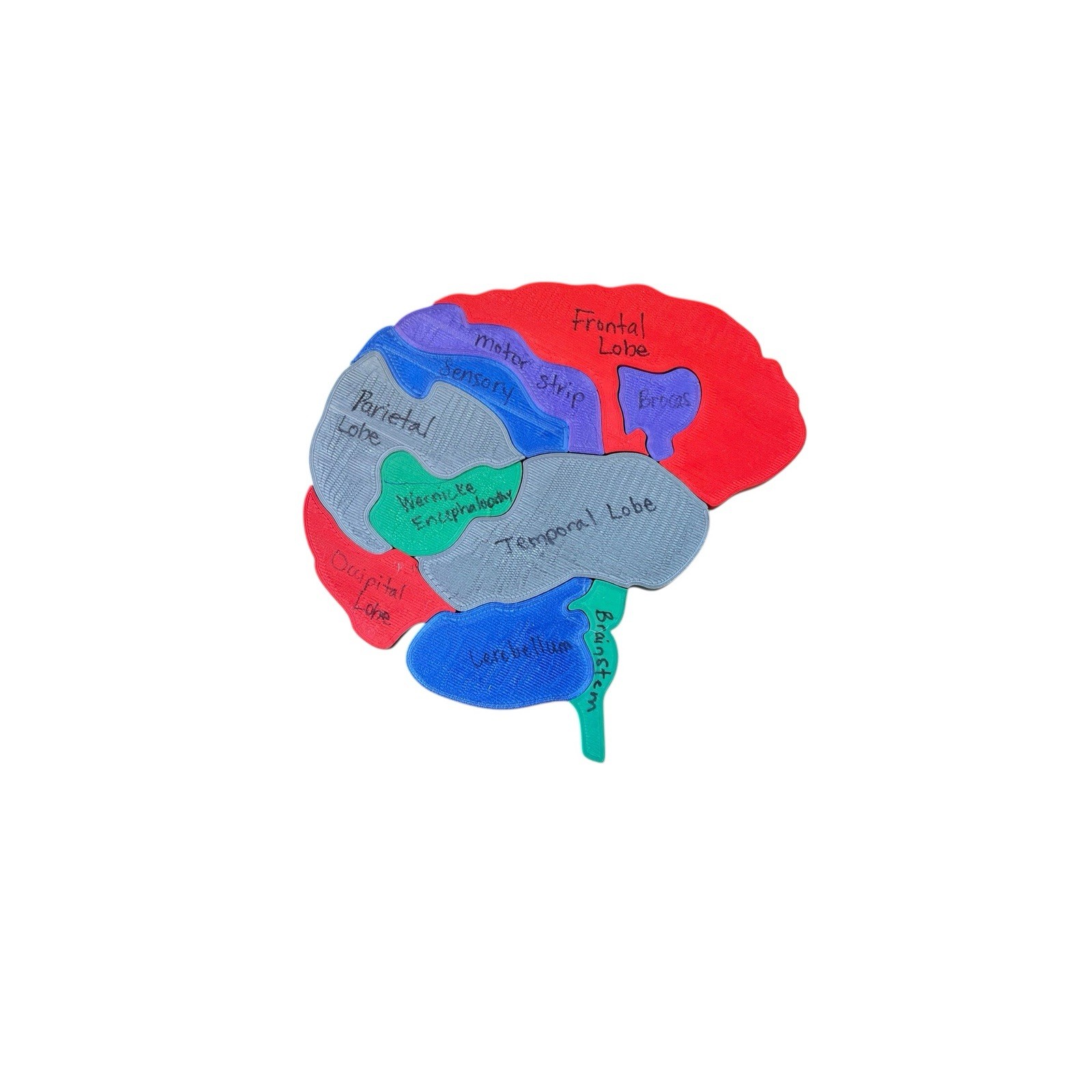 PVC Human Brain Model 3D Puzzle Labeled Functional Anatomy Psychology Medical