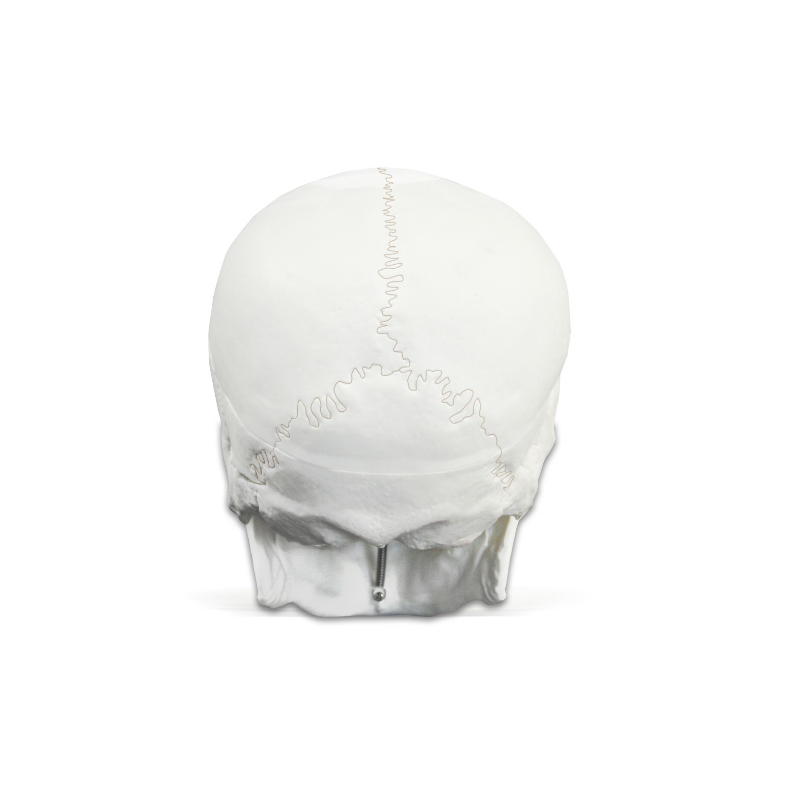 Vision Scientific VAL207-A Life-Size Human Skull | 3 Parts | Medical Grade