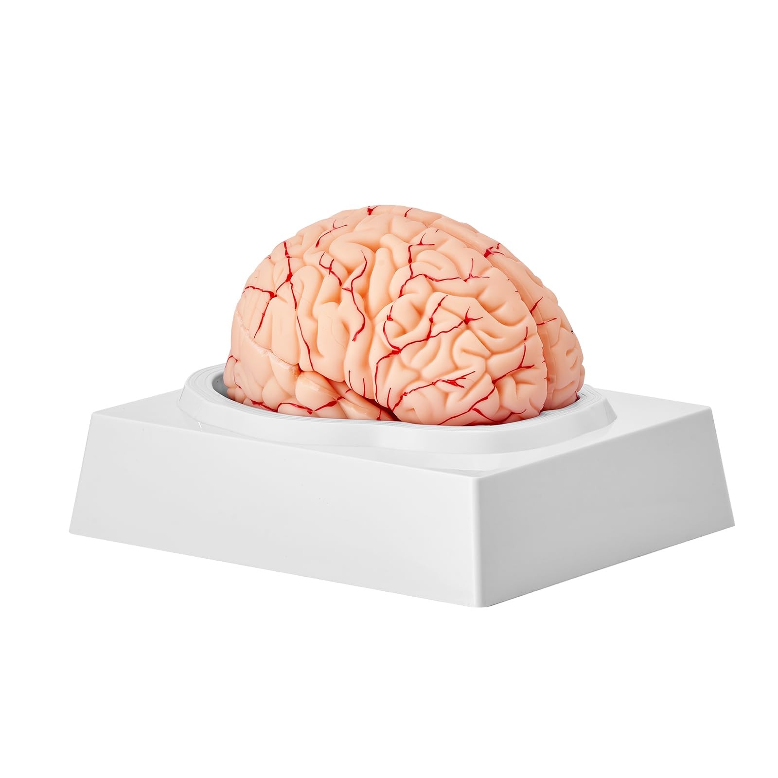 Vevor Human Brain Anatomy Model – 9-Part Life Size Brain Color-Coded Artery For