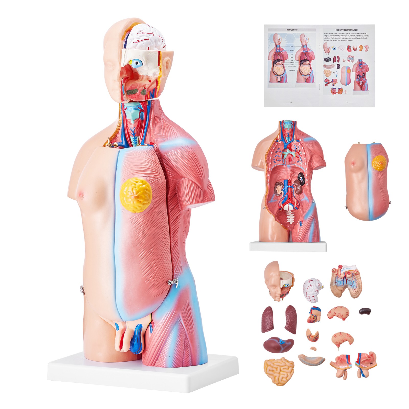 Uimoso Anatomical Human Torso Body Model Anatomy Internal Organ 18″ 23 Parts