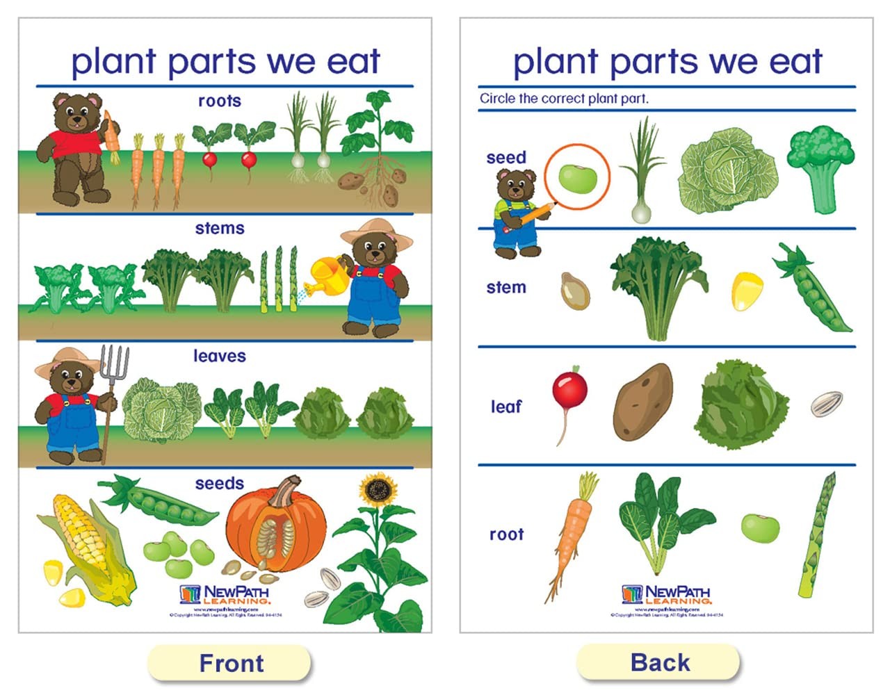 Newpath Learning Newpath All About Plants Bulletin – –