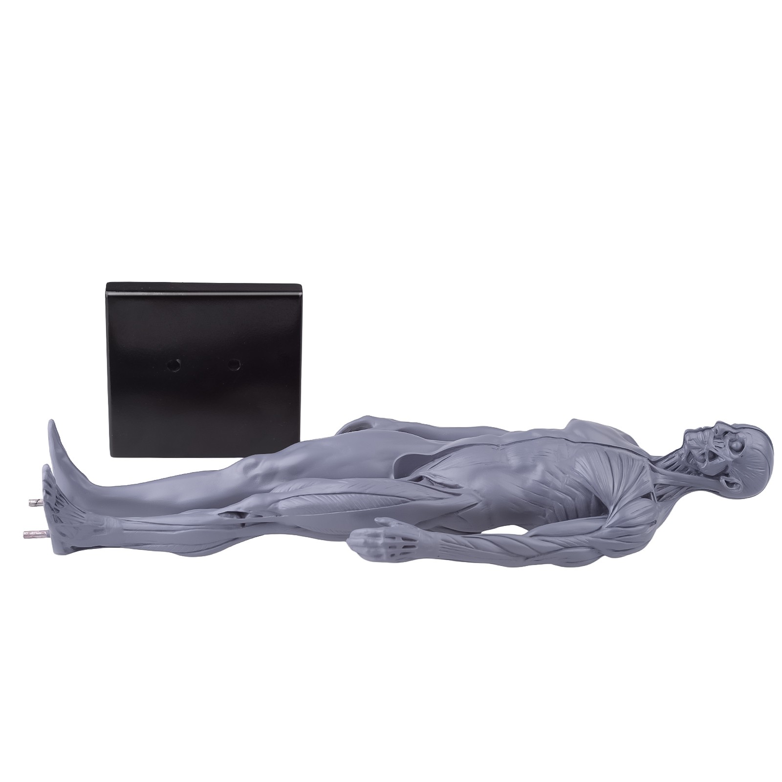 30cm Gray Human Anatomy Model Muscles & Bones for Medical Study & Art Sculpture