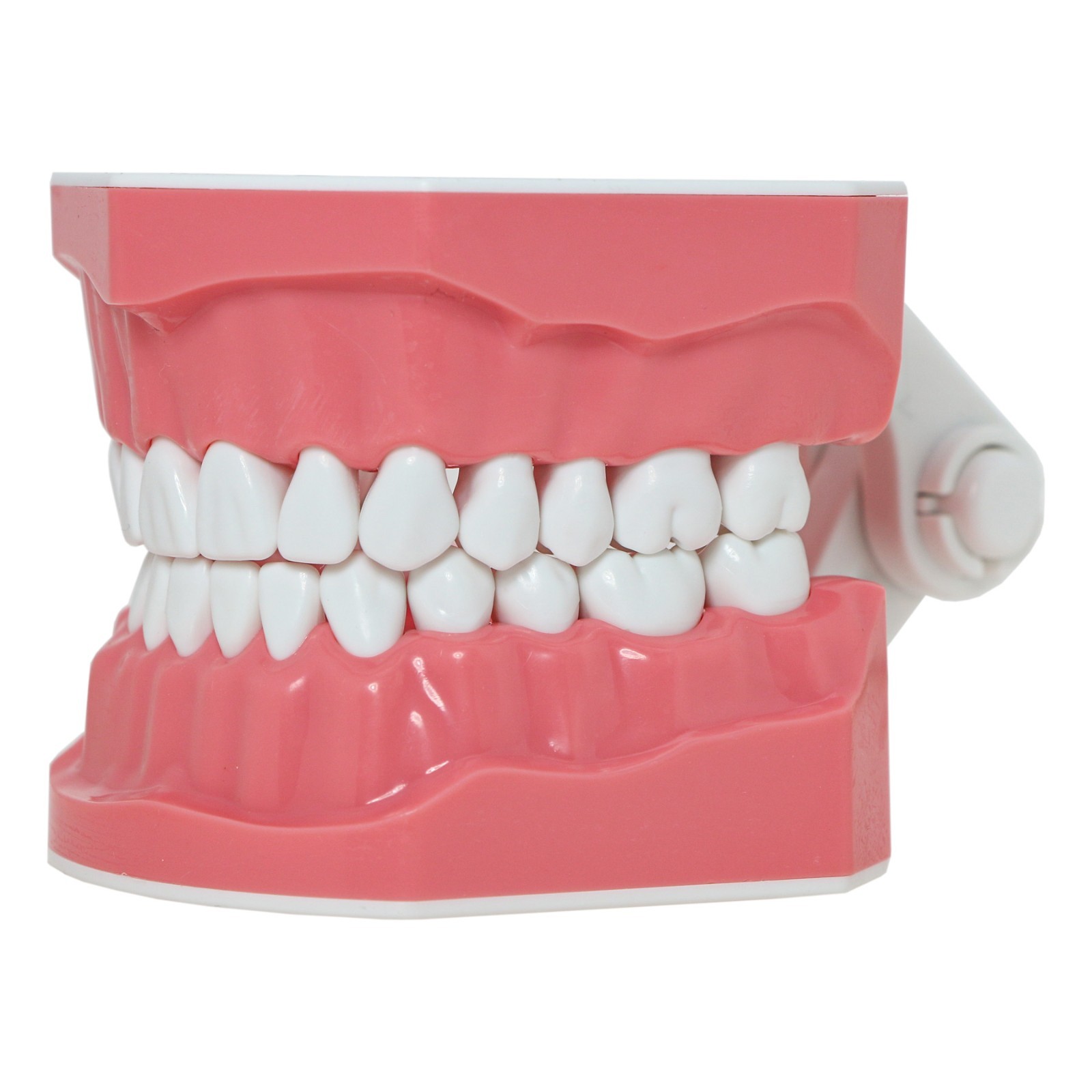 US Dental Typodont 1:1 Teeth Model with/without Orthodontic Brackets Brushing