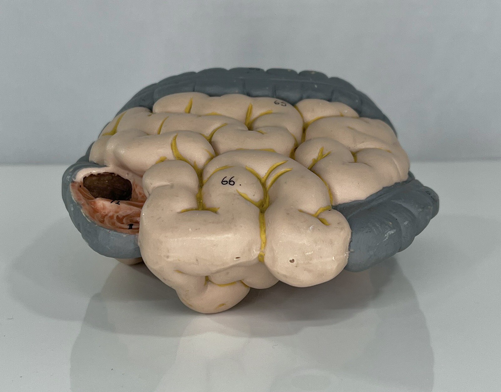 3B Scientific – Small & Large Intestine Spare Part for Human Muscle Model B55