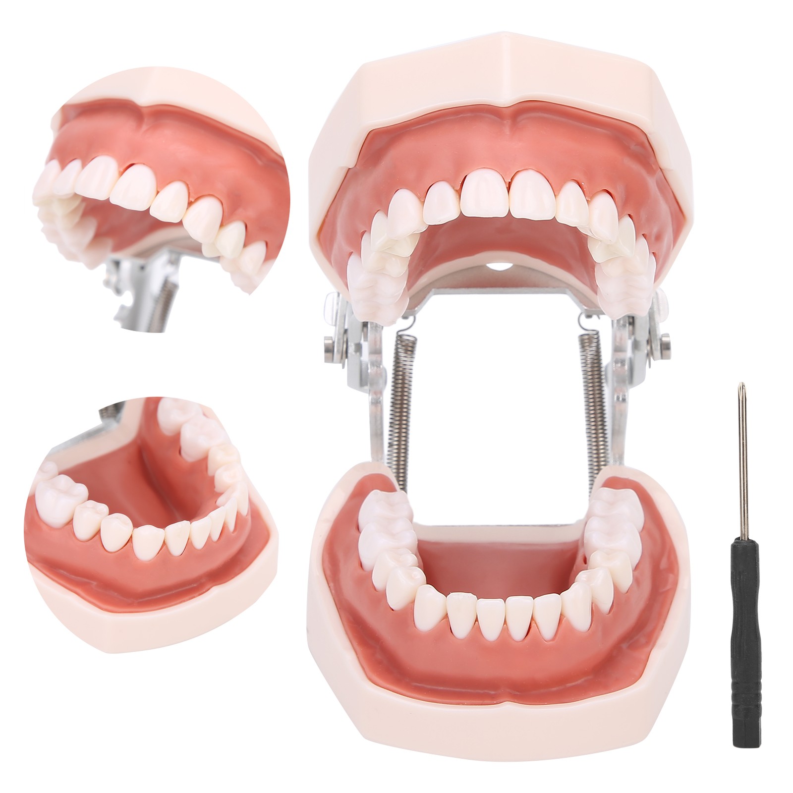 Detachable Teeth Model Simulation Dental Teeth Model For Teaching Practice With❀