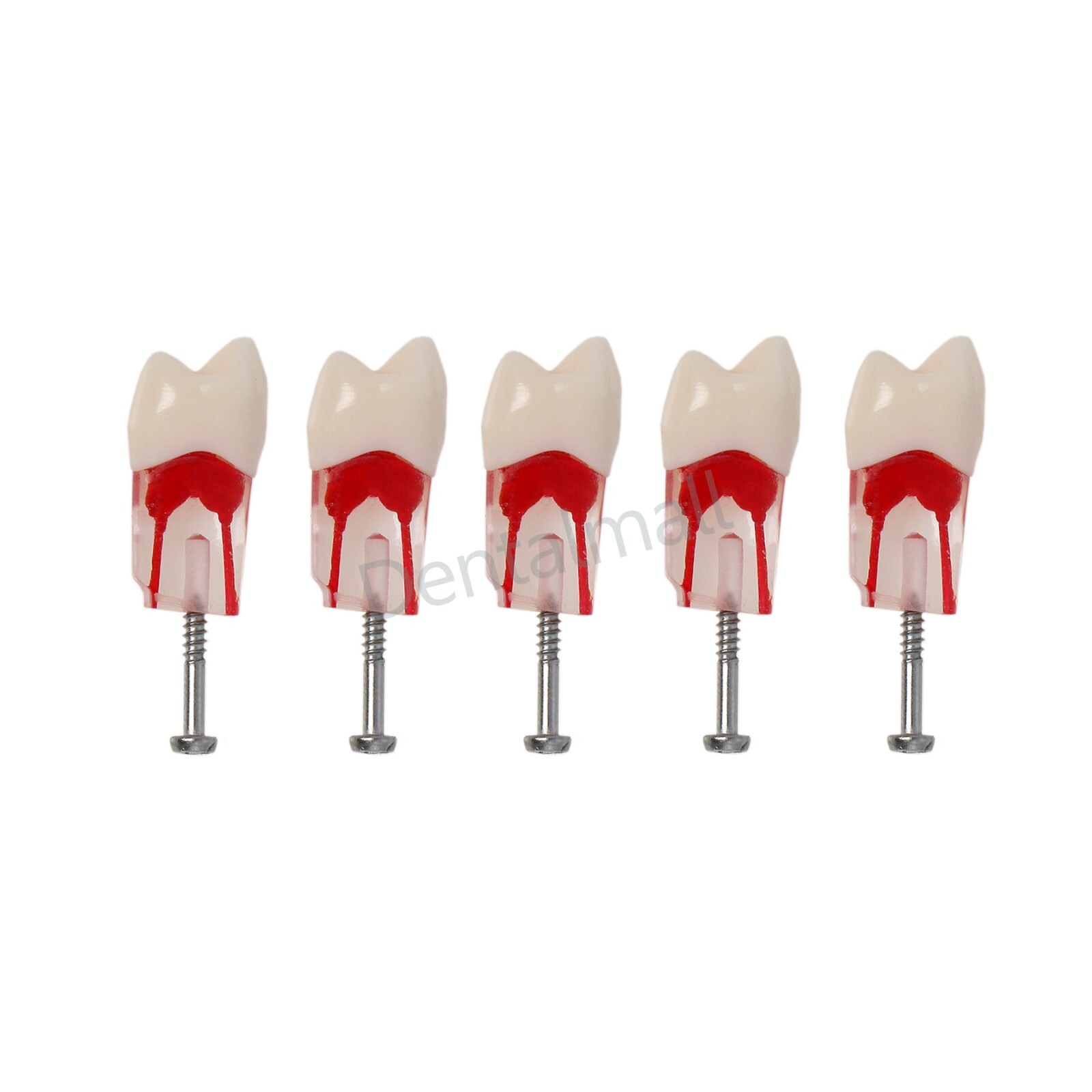 Dental Teeth Model Endo Root Canal Pulp Files Practise Blocks Fit NISSIN 200