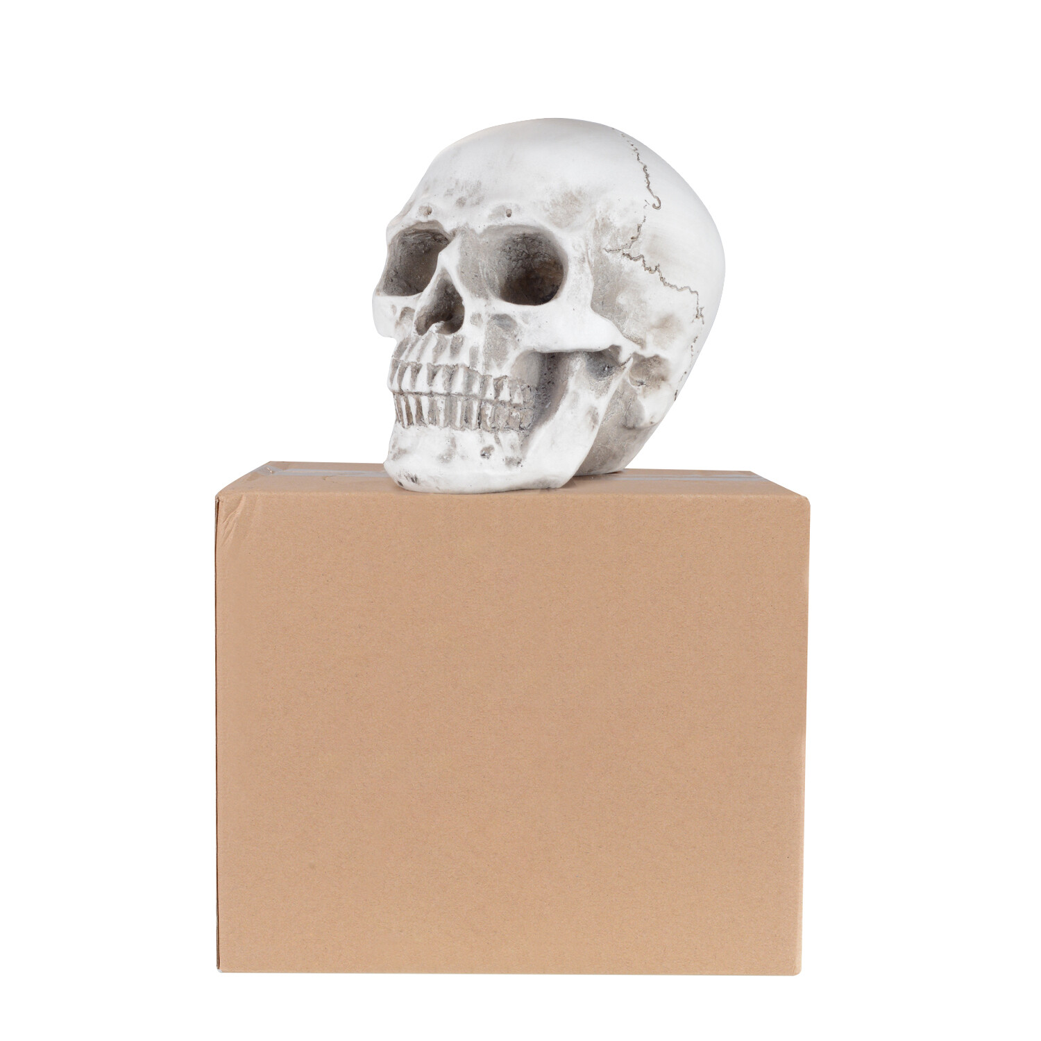 1:1 Retro Human Skull Replica Resin Anatomical Model Medical Life Size Realistic