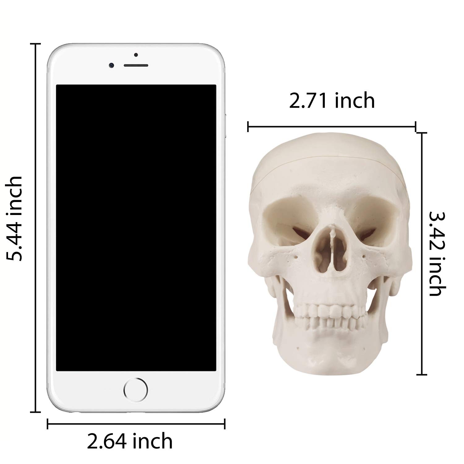 Mini Skull Model Small Size Human Anatomy Skull Model with Moving Jaw and Art…