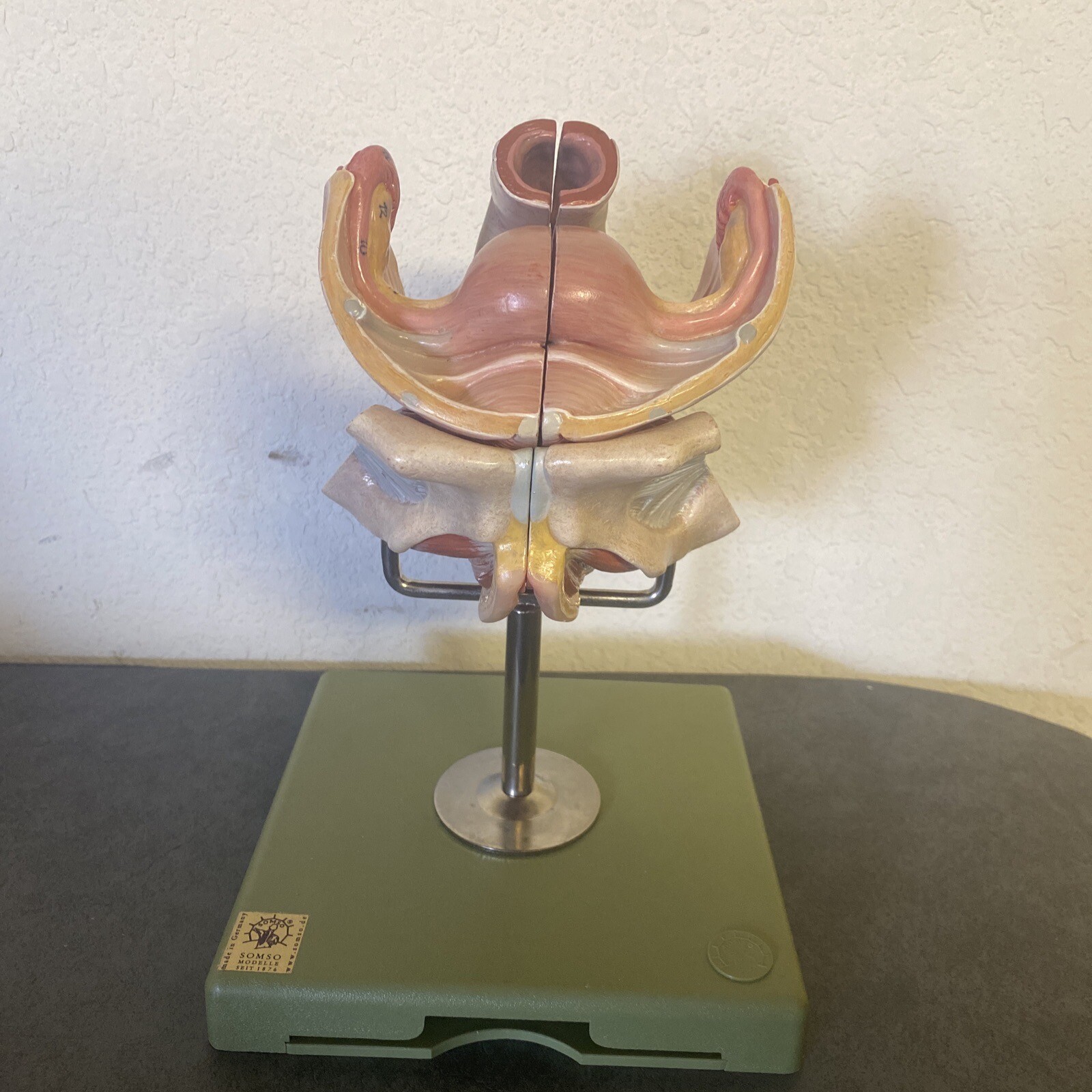 Female Genital Organ SOMSO Professional Anatomical Model Made In Germany