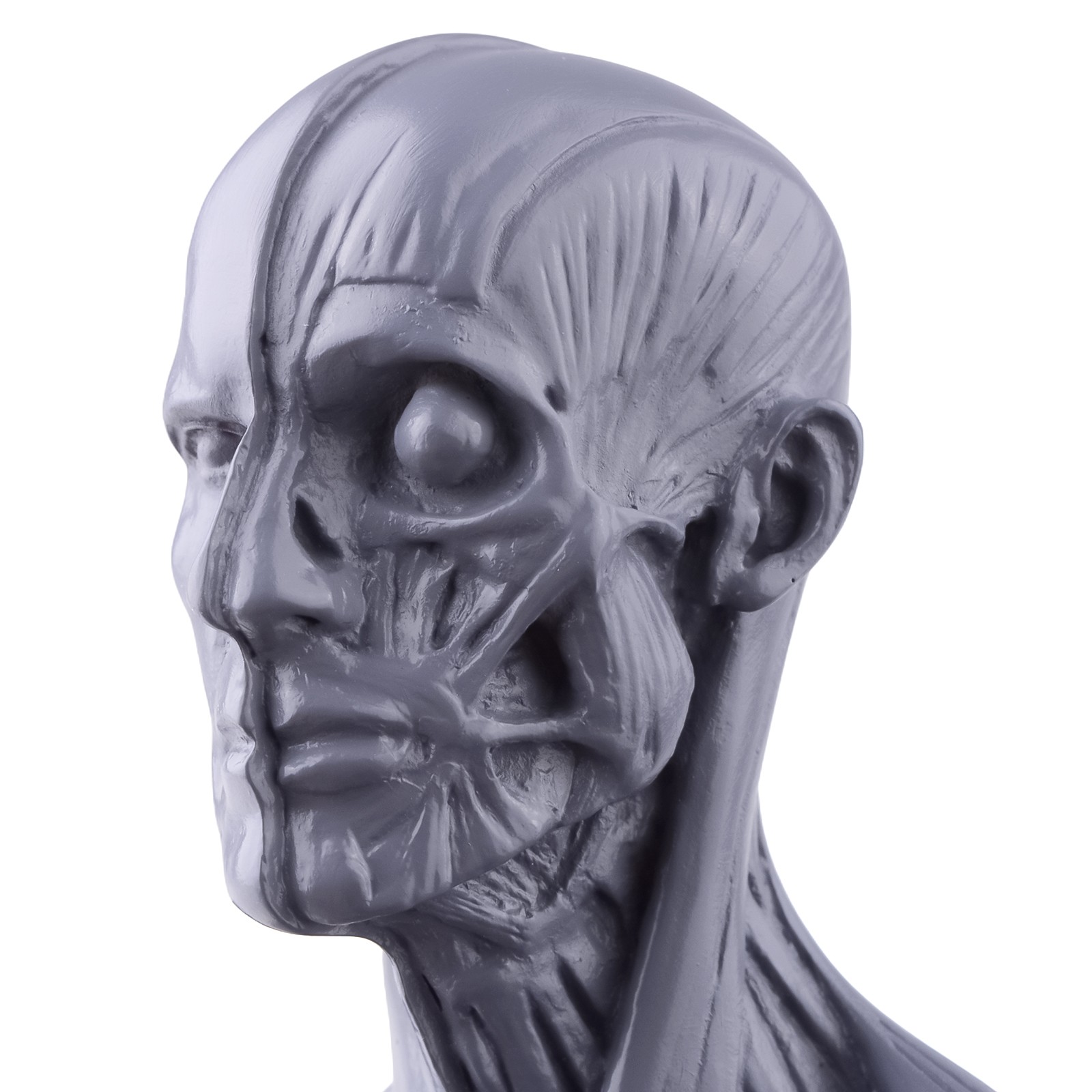 30cm Gray Human Anatomy Model Muscles & Bones for Medical Study & Art Sculpture