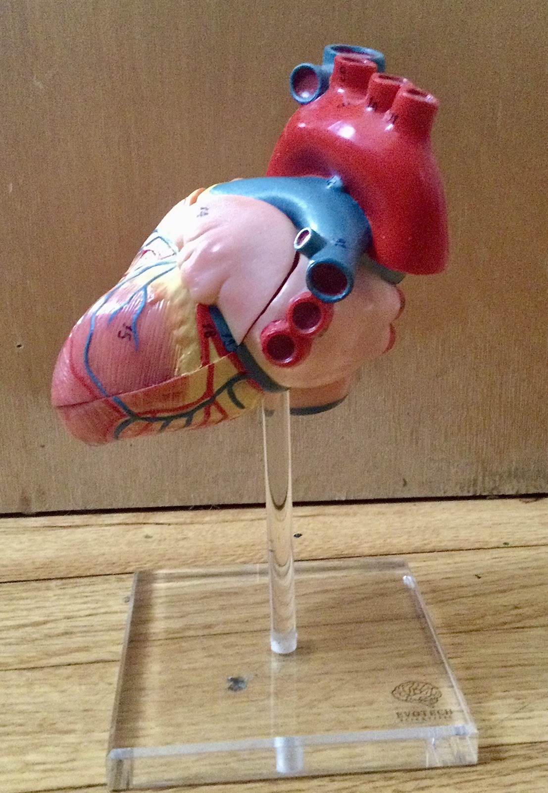 EVOTECH Scientific Anatomical Heart Model Dissectible Educational Display