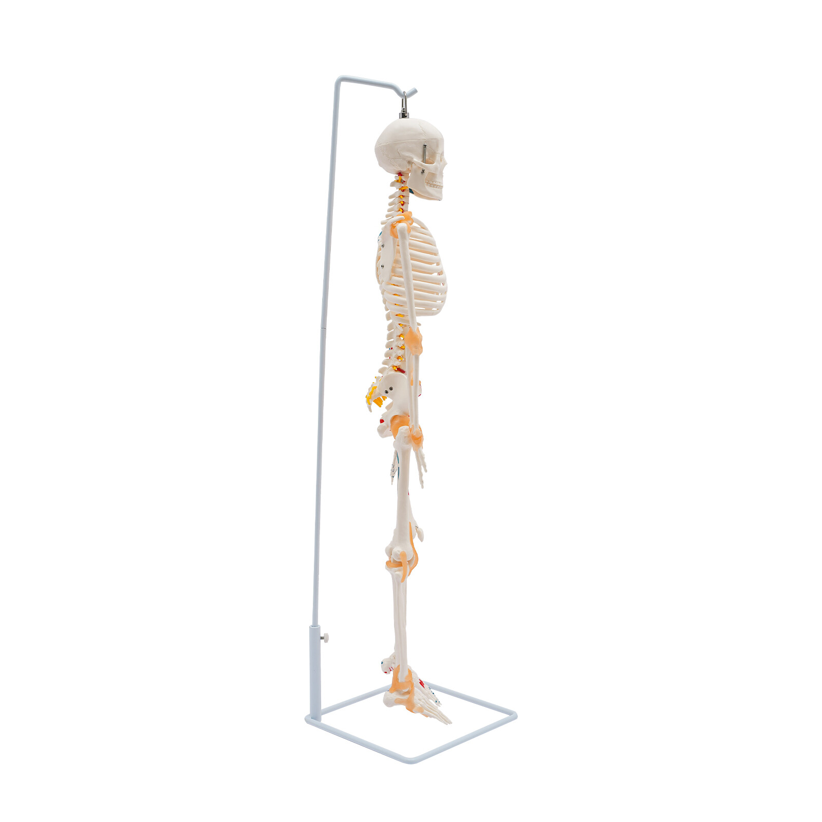 85cm Hanging Style Human Skeleton Model Includes Joint Ligaments For Doctor