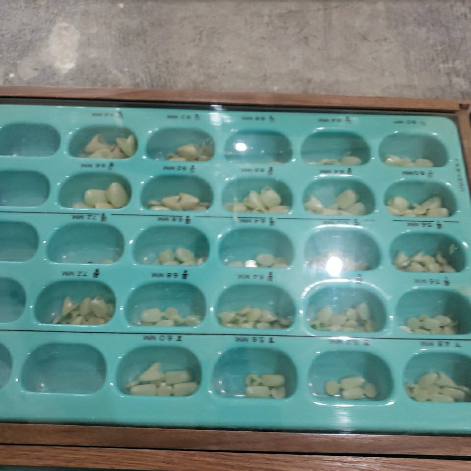 Dental Wood Cabinet With 100’s of Polycarb & Transparent Plastic Crown Forms