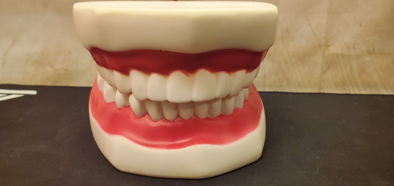 Large big Dentist office Hinge Denture Mouth Teeth Tooth display Decore