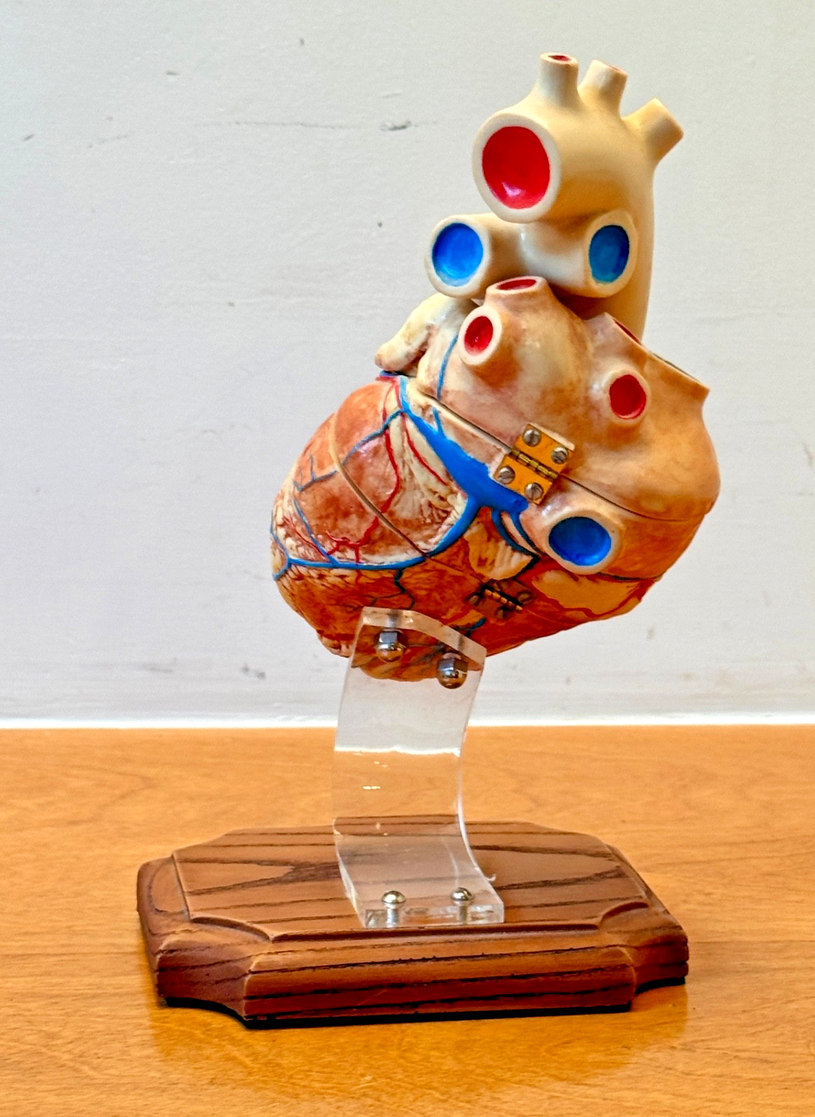 1970s Medical Plastics Laboratory Hinged Human Heart Model Sculpture Vtg Anatomy