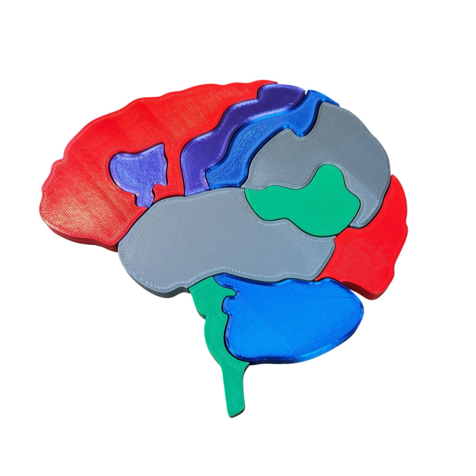 PVC Human Brain Model 3D Puzzle Labeled Functional Anatomy Psychology Medical