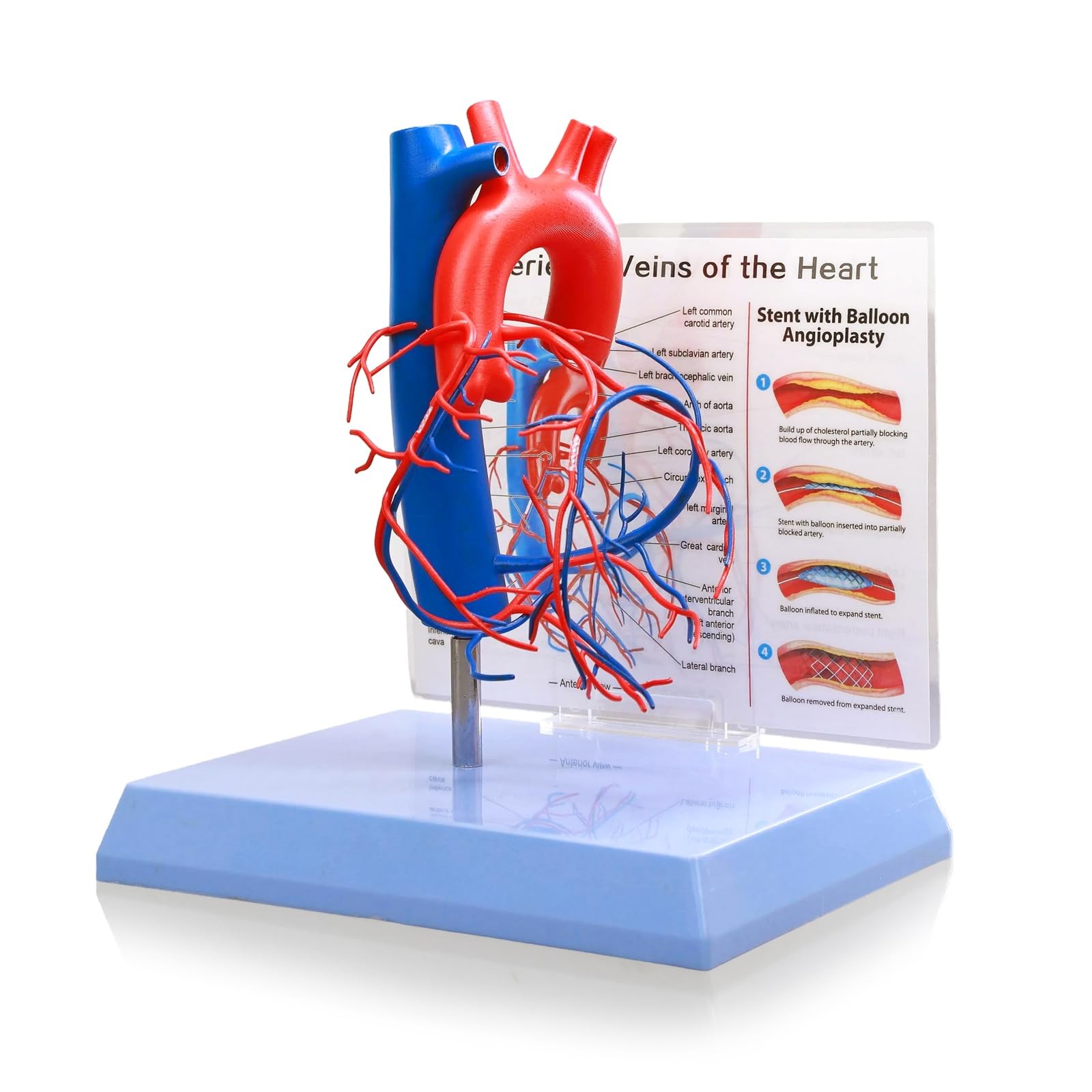 Life Size Human Heart Model with base,Vascular Heart, Increased sized coronar…