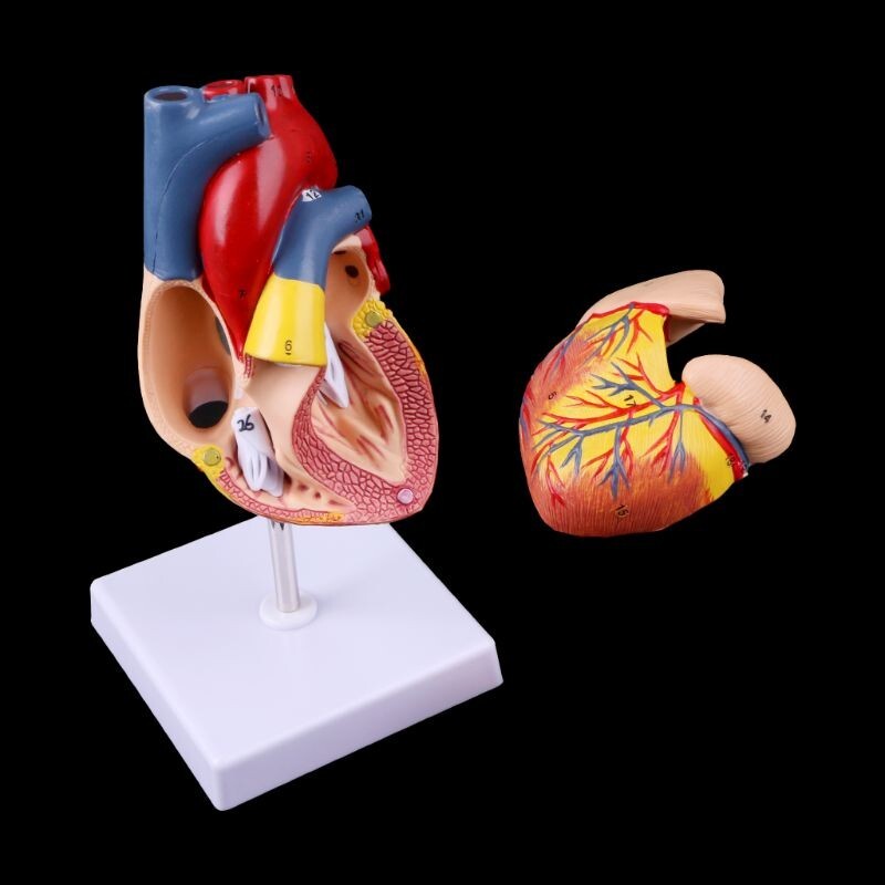 Human Heart Model 2 Parts Life Size Medical Numbered Anatomical Cardiac Model