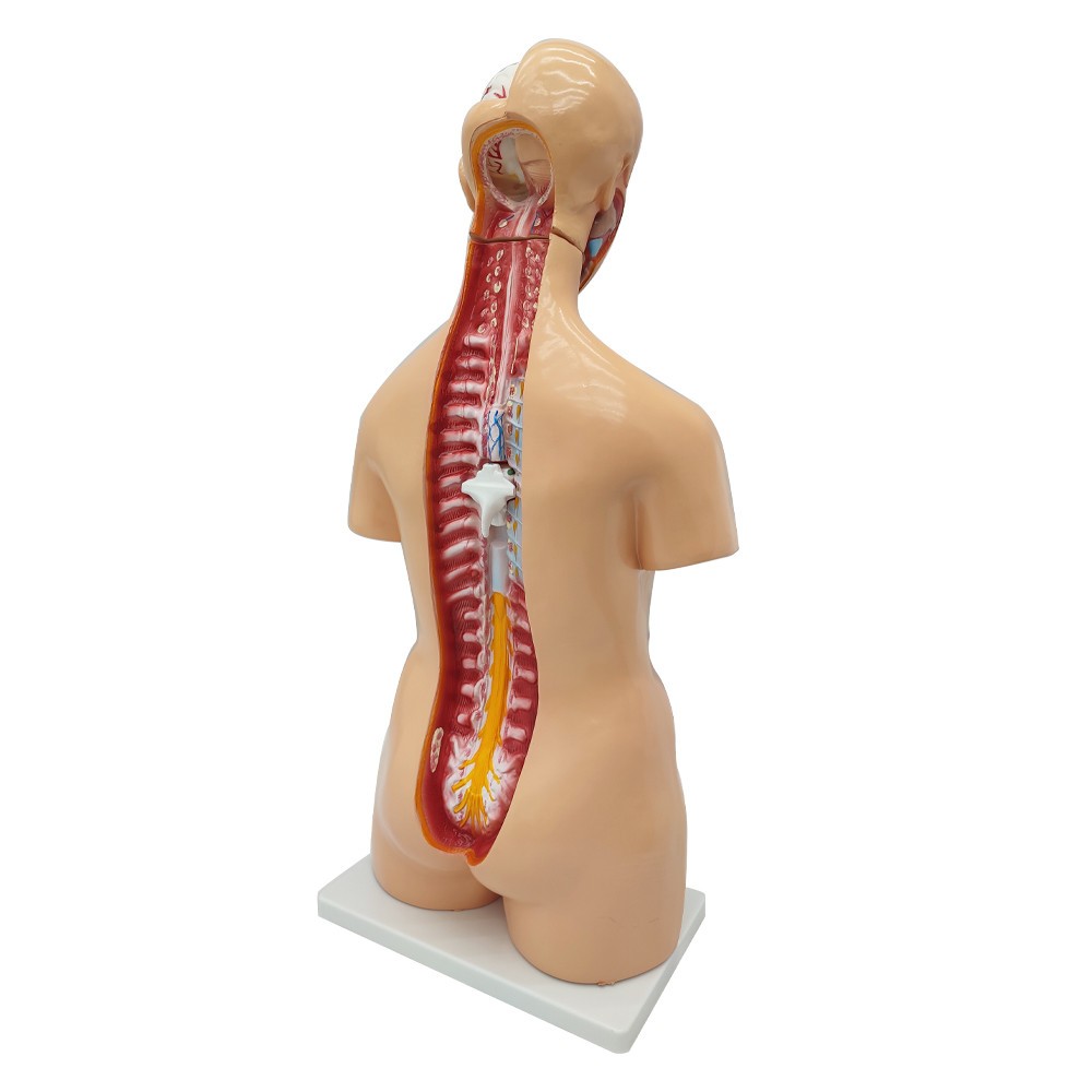 Detachable Human Torso Model Medical 31.89 in Dual-Sex Torso Anatomy Model