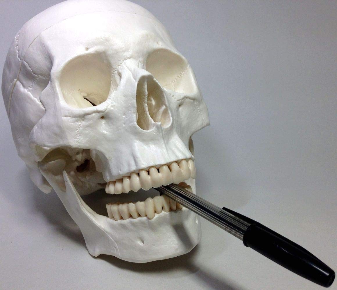 Life-size, ultra-precise skull model with movable jaw joint. Ideal for dental, E