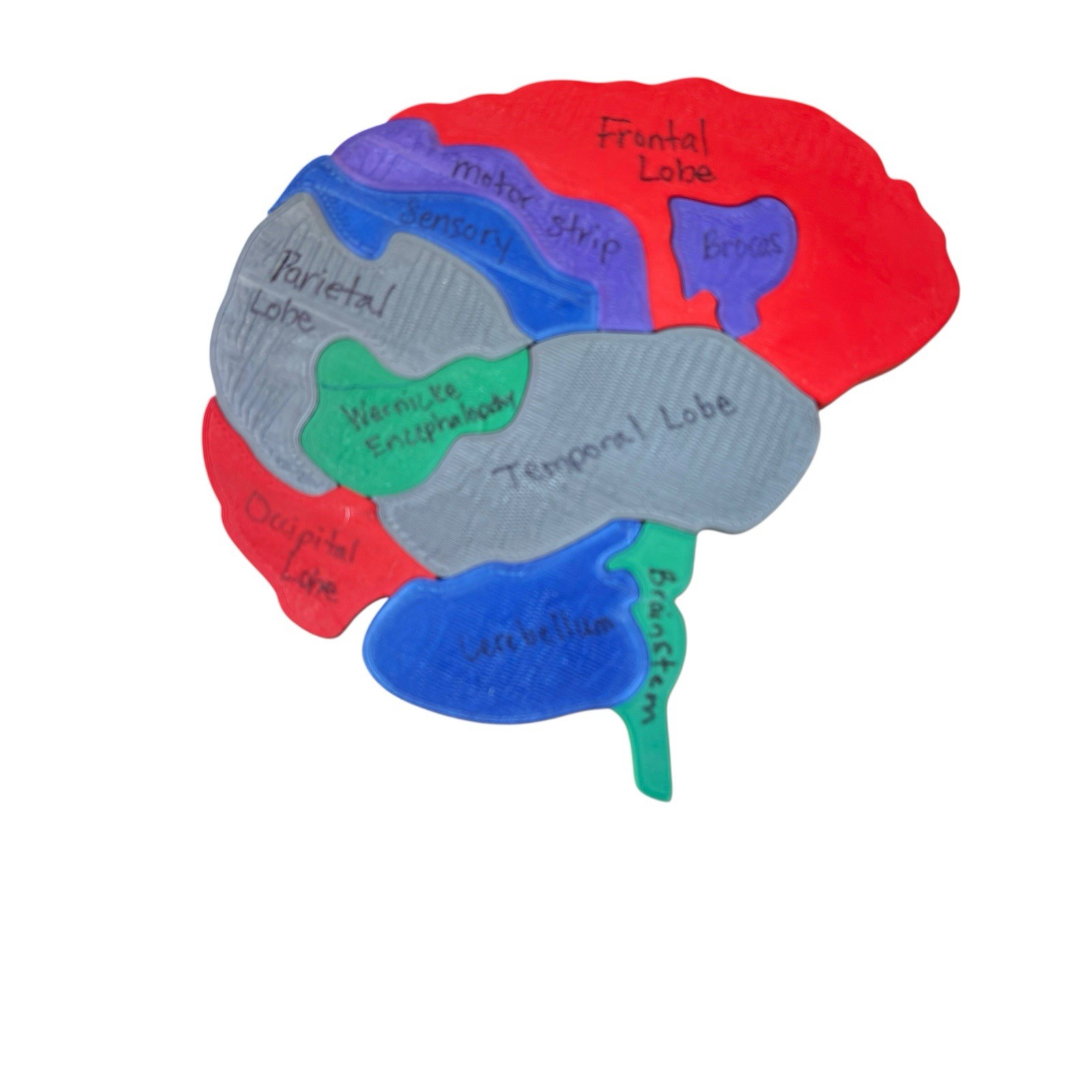 PVC Human Brain Model 3D Puzzle Labeled Functional Anatomy Psychology Medical