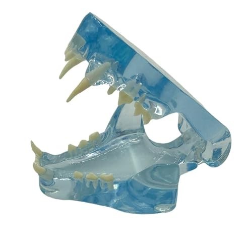 Blue Transparent Dog Cat Tooth Model – Veterinary Education Tool for Oral Anatom