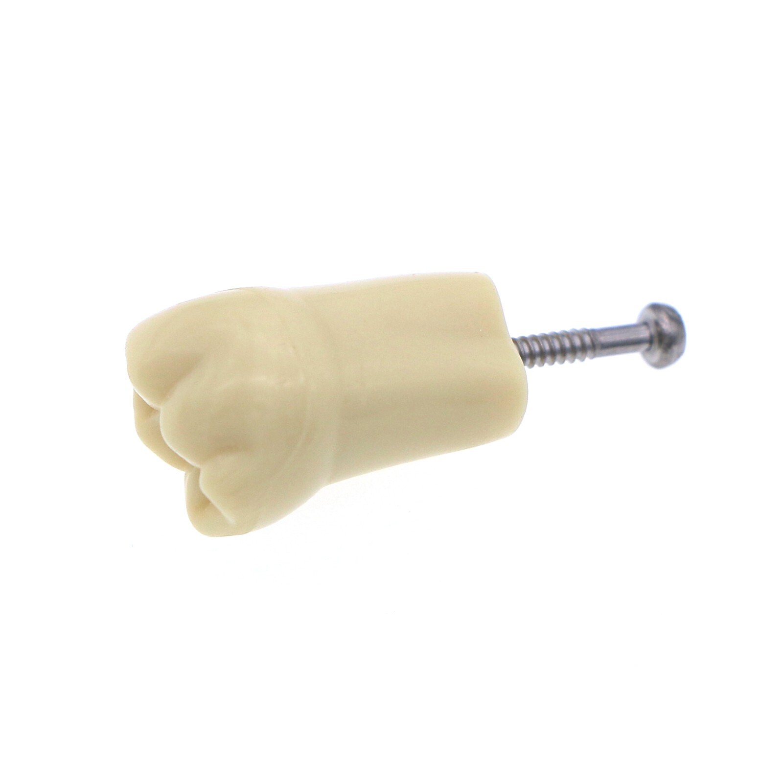 Dental Typodont & Implant Models – Educational, Pathology, Restoration Training