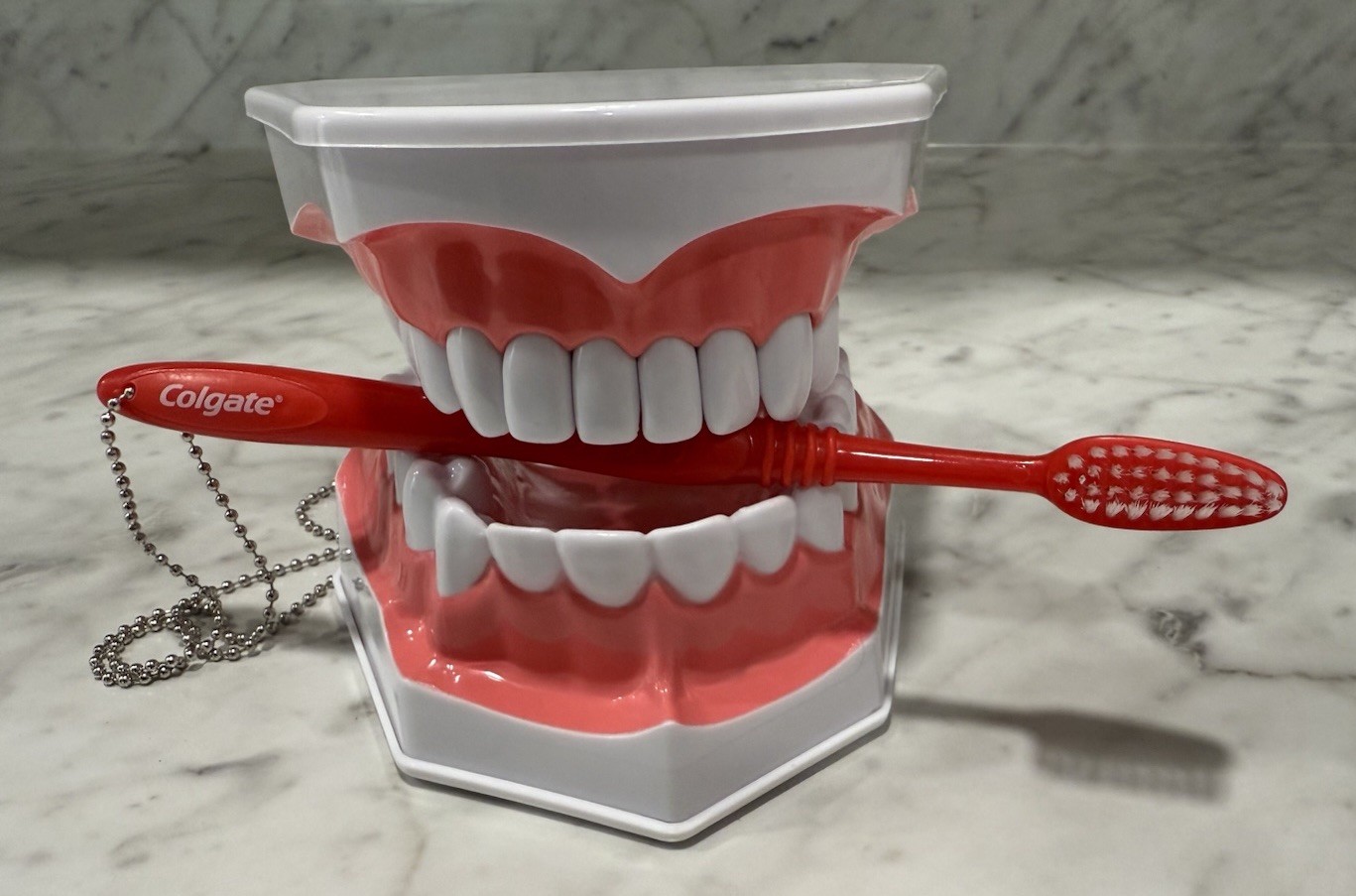 Periodontal Disease Simulated/ Removable Teeth Models, Colgate PT Ed With Brush