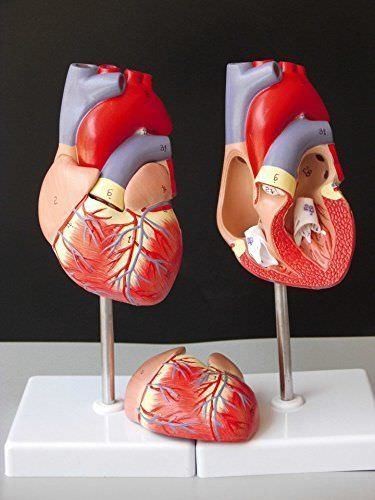 Human 1:1 Anatomical Heart Model 2 Part Medical Heart Human Heart Anatomy PVC US