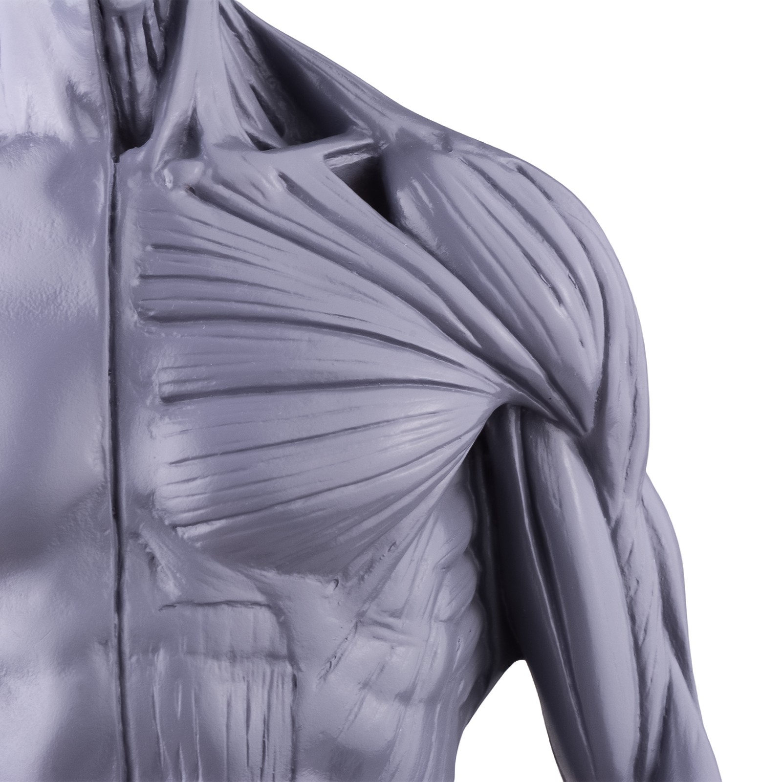 30cm Gray Human Anatomy Model Muscles & Bones for Medical Study & Art Sculpture