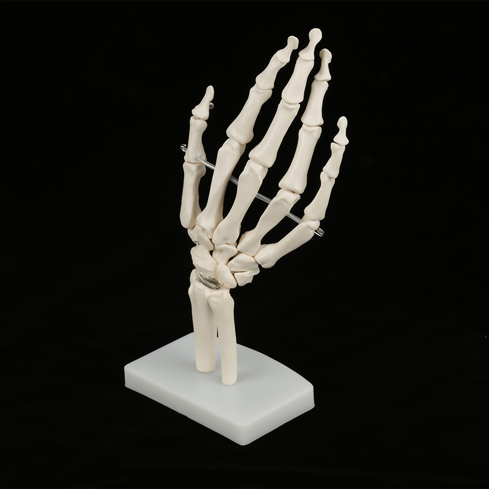 Anatomical Life Size Human Hand Joint Study Skeleton Model