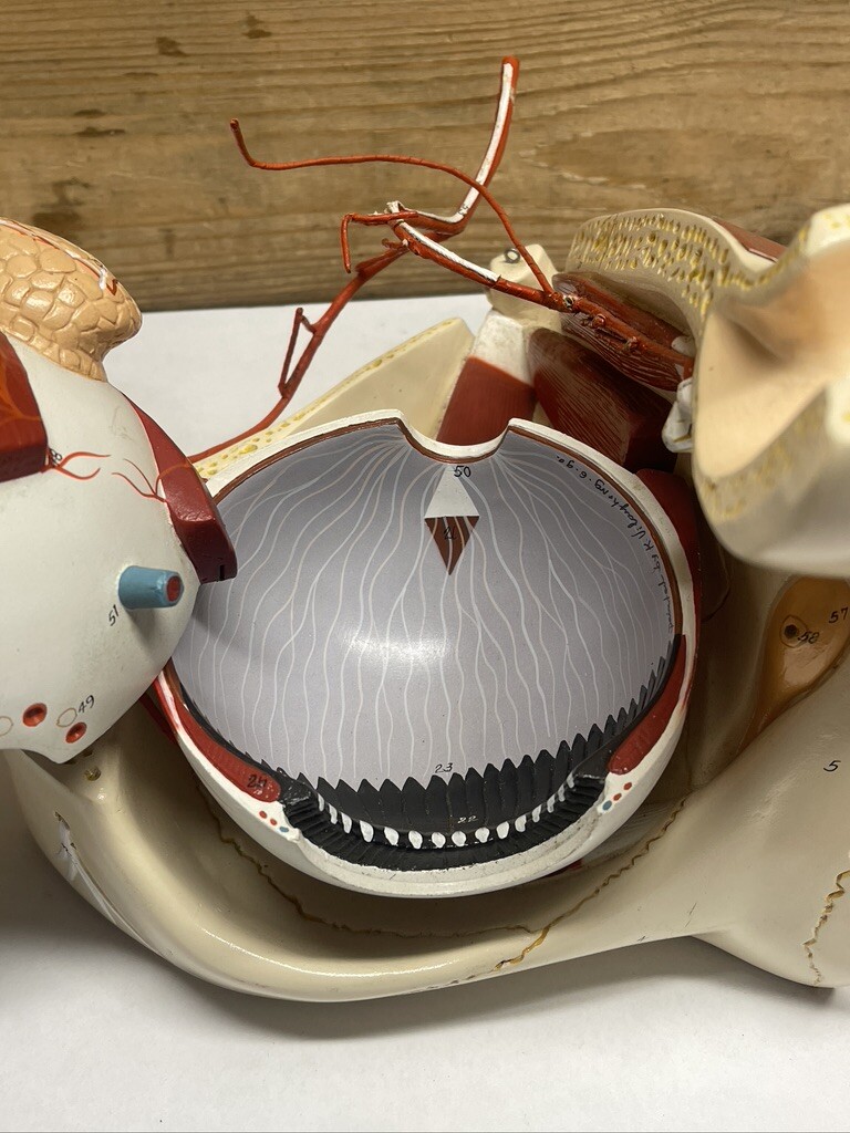 Denoyer Geppert Anatomical Eye In Orbit