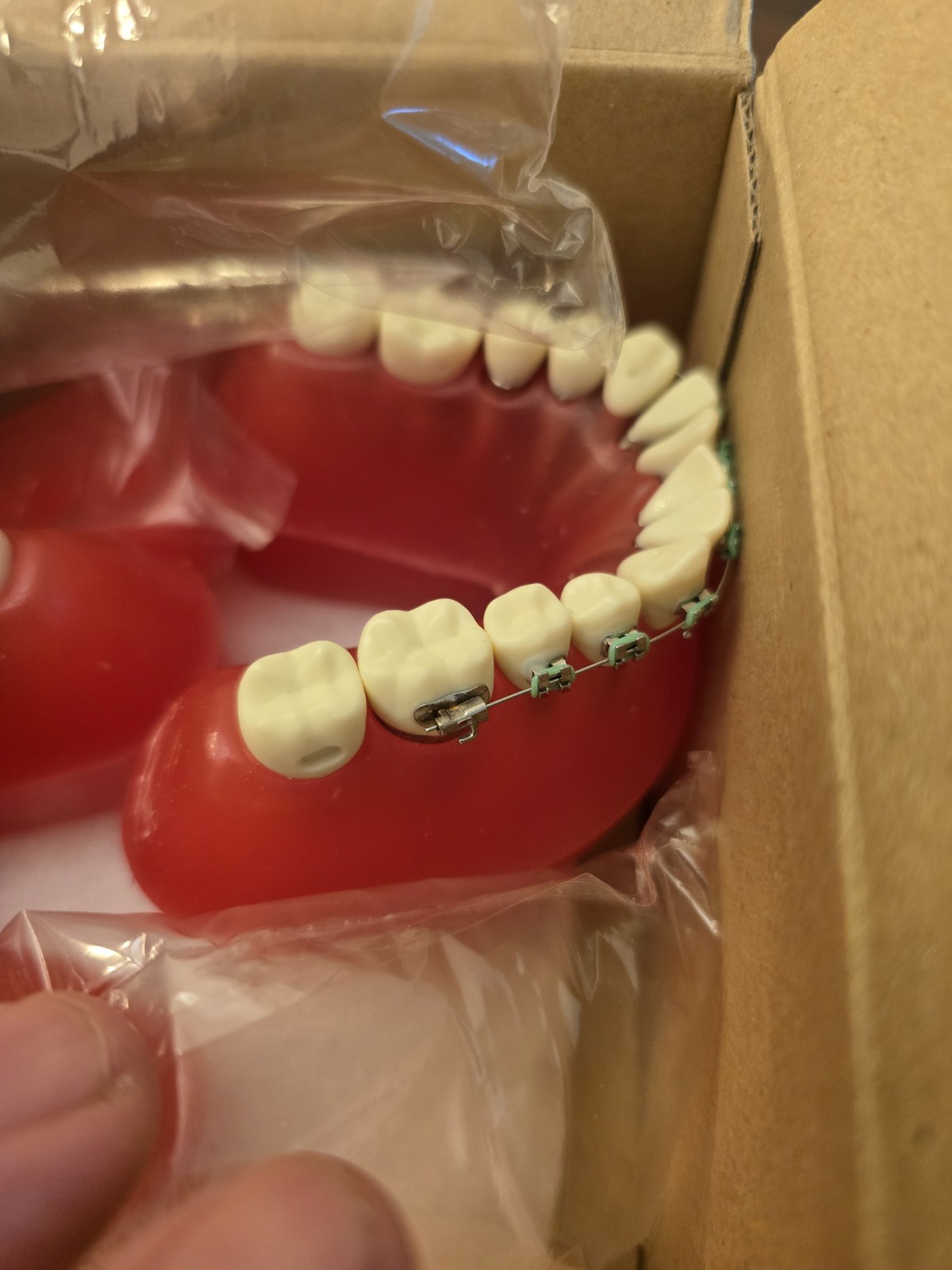 DENTAL Tooth ORTHODONTIC MODEL W/ BRACKETS & WIRE KILGORE NISSIN ORT1001 DN3-X