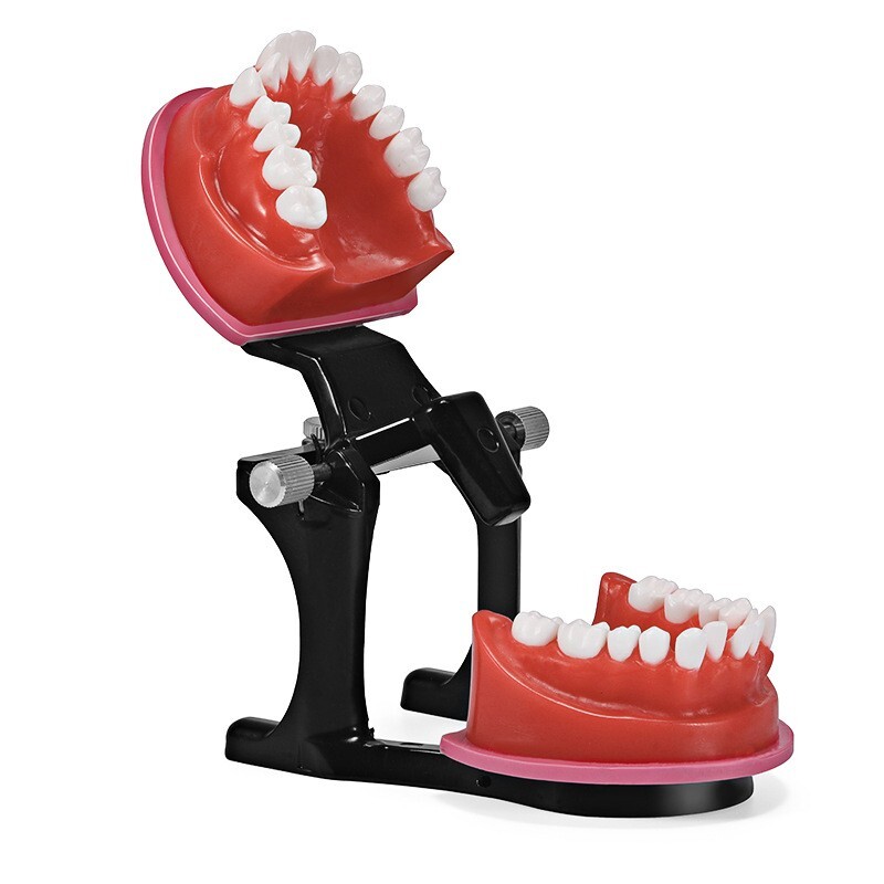 Reusable Dental Practical Study Training Model/typodont/orthodontics Wax Model