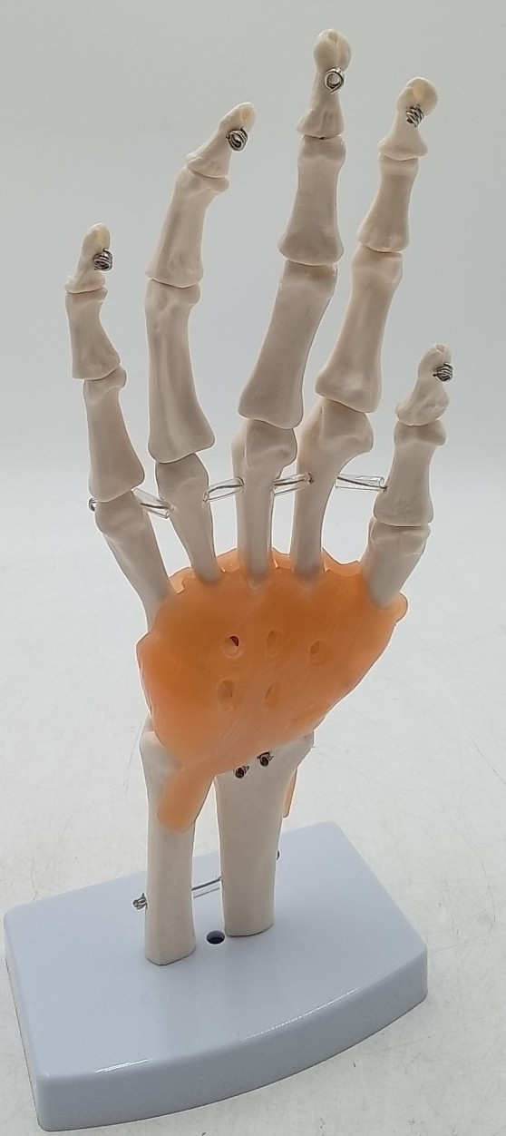 Human Joint Model Knee/Shoulder/Elbow/Hand/Foot/Hip Joint Bone Model Ligament