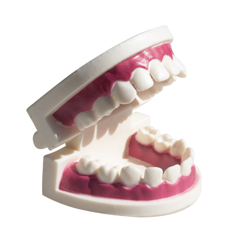 Dental Study Model Children Kids Primary Teeth Student Demonstrate 20Pcs Teeth
