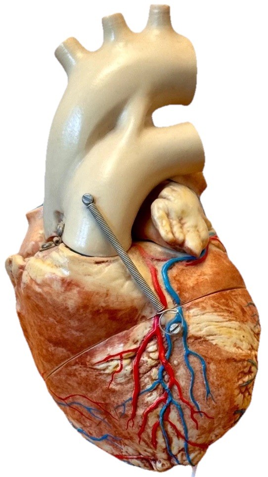 1970s Medical Plastics Laboratory Hinged Human Heart Model Sculpture Vtg Anatomy