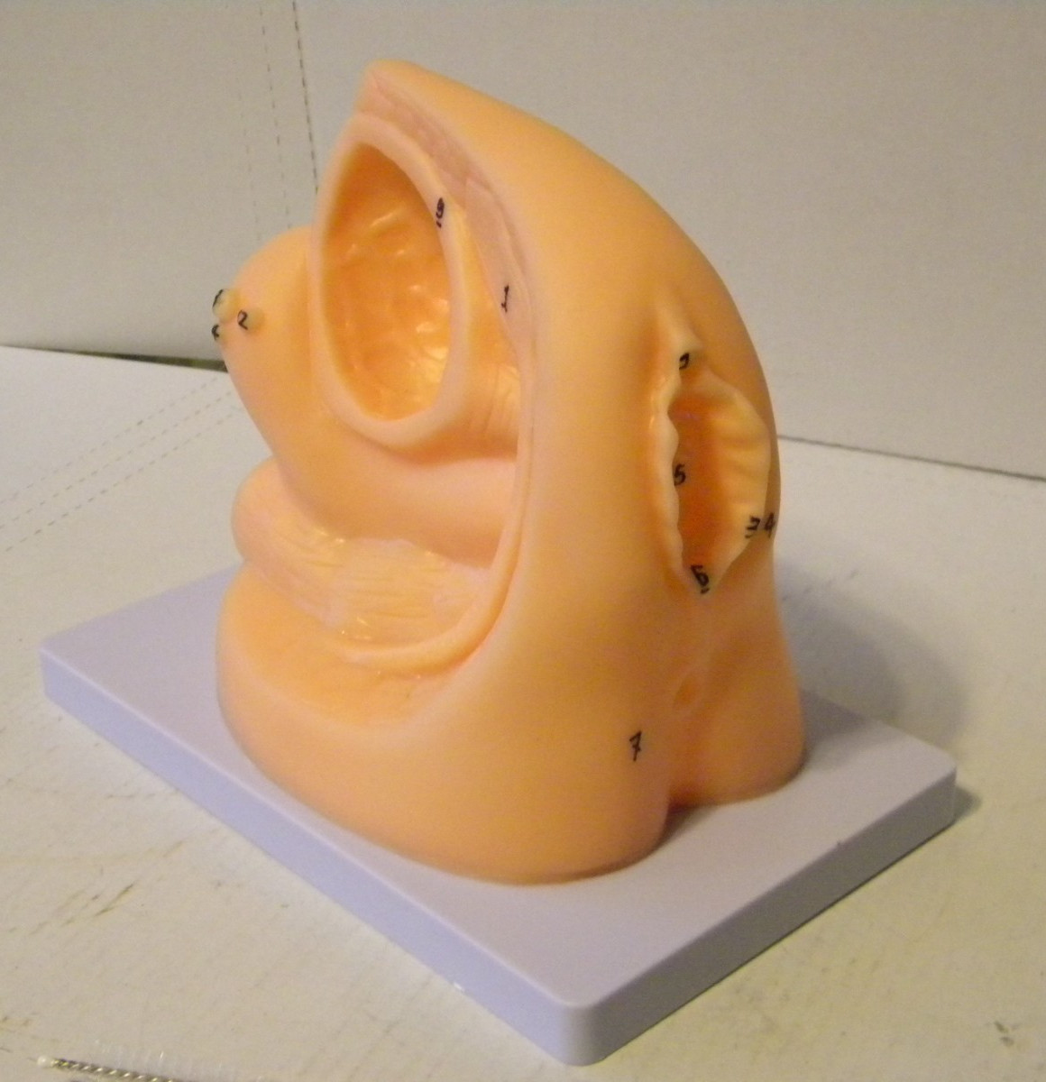 PVC Female Catheter Anatomy Teaching Education Medical Display Model