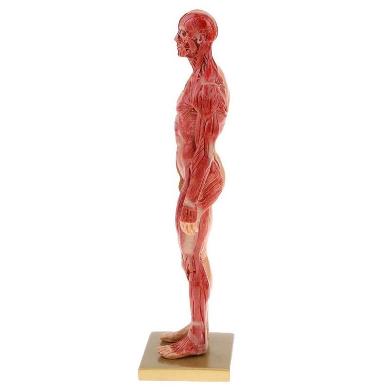 30cm Male Female Resin Human Anatomy Muscle Skeleton Model for Biologia Surgical