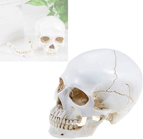 Realistic 1:1 Retro Human Skull Model Life Size Anatomical Skeleton Head M/L US