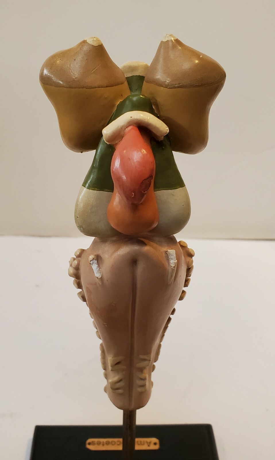 Anatomical Organ University Teaching Model 1930s to 50s