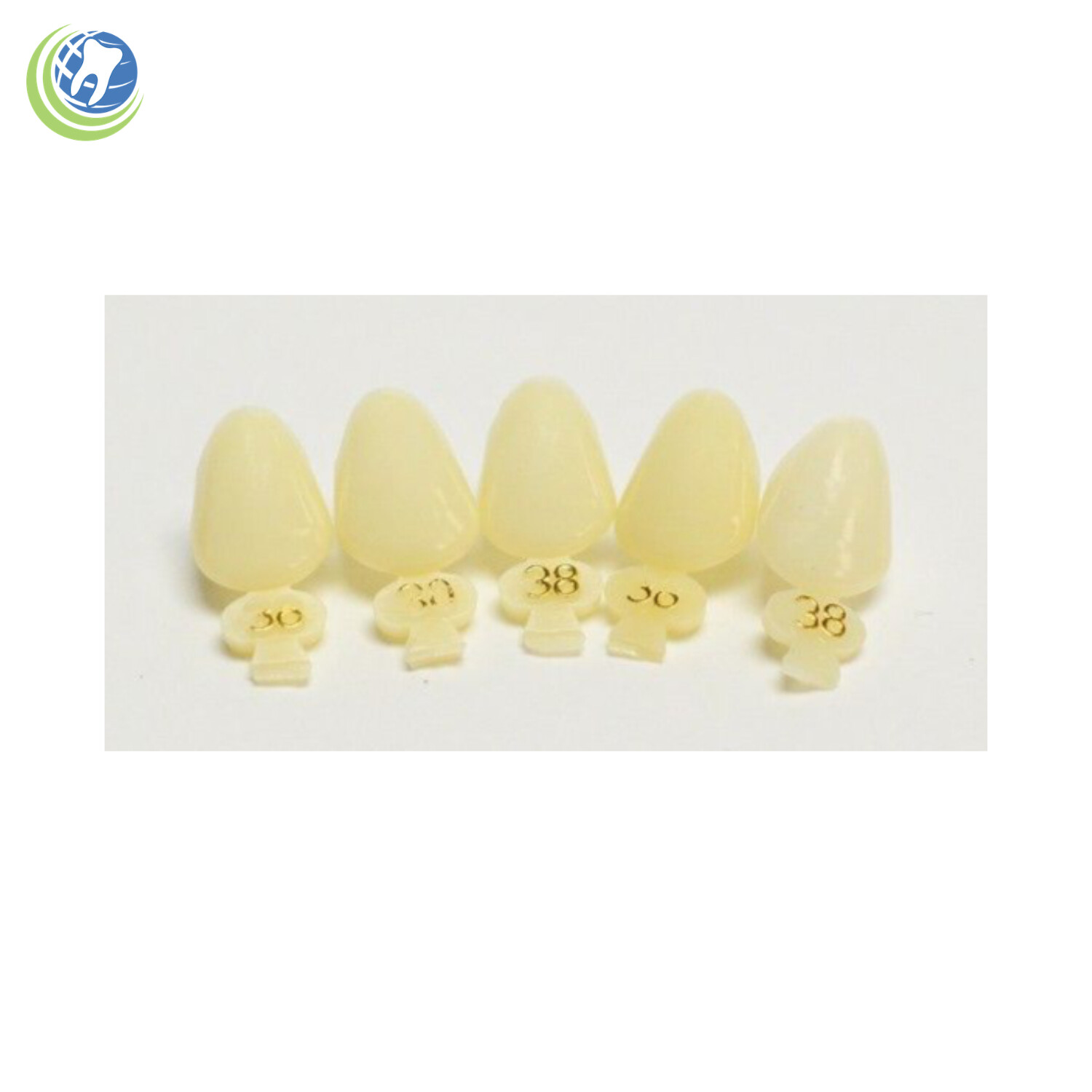 Tooth #11 & #22 Tooth Upper or Lower Left Cuspid Polycarbonate Crowns Cap Refill