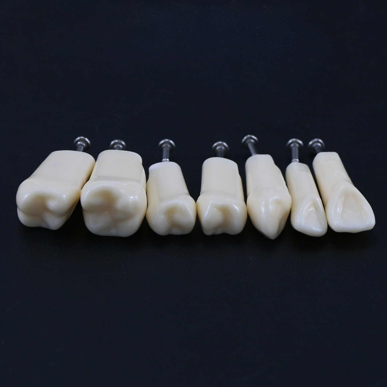 Dental Replacement Screw-in Teeth Typodont Model fit Kilgore NISSIN 200/500 Type