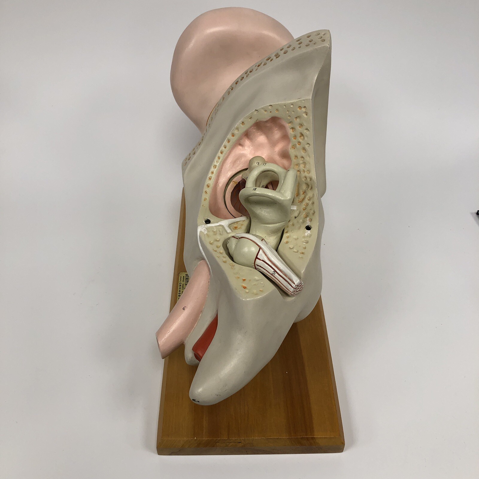 Denoyer Geppert Large Ear Anatomical Teaching Model 3-Part