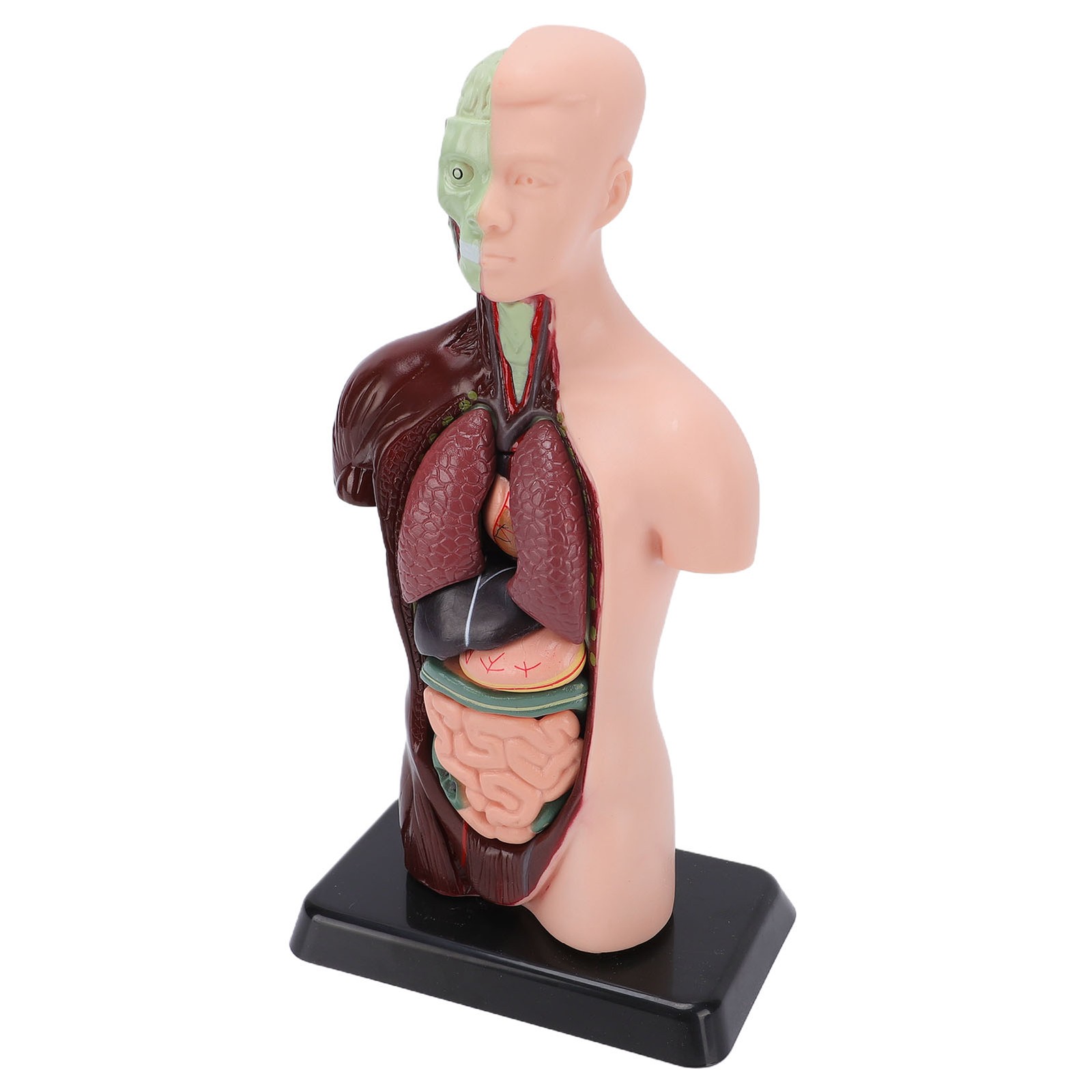Interactive Human Body Model Organ Replica Education