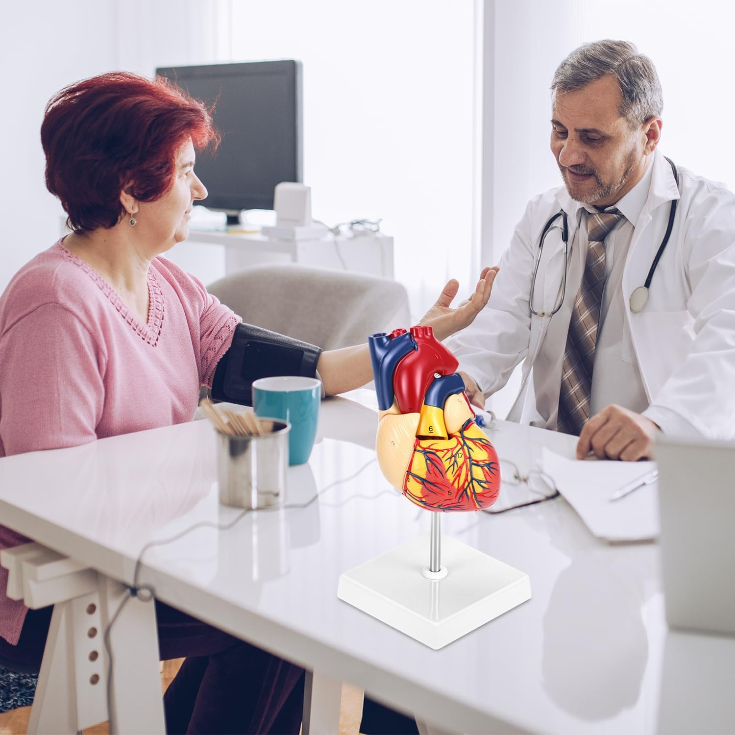 Human Heart Model, Anatomically Accurate Numbered 2-Part Life Size Heart Medical