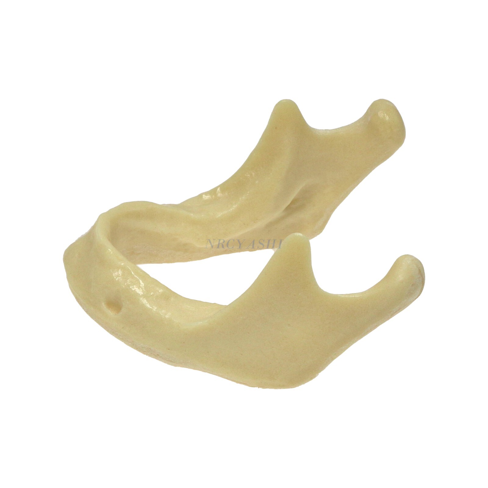Dental Mandible Implant Jaw Bone Model For Practice Drilling M2022/2023